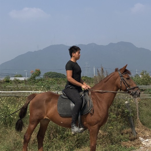  湖南长沙游客马急售