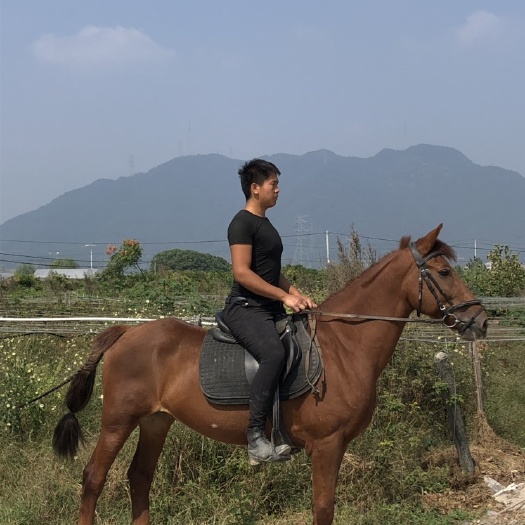 杭州 湖南长沙游客马急售