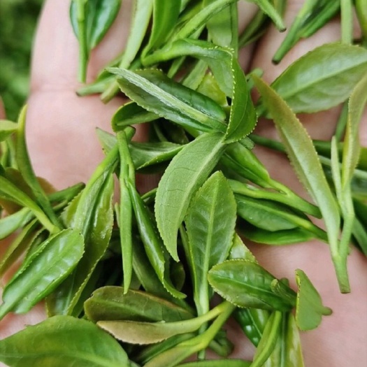 日照 日照正宗绿茶