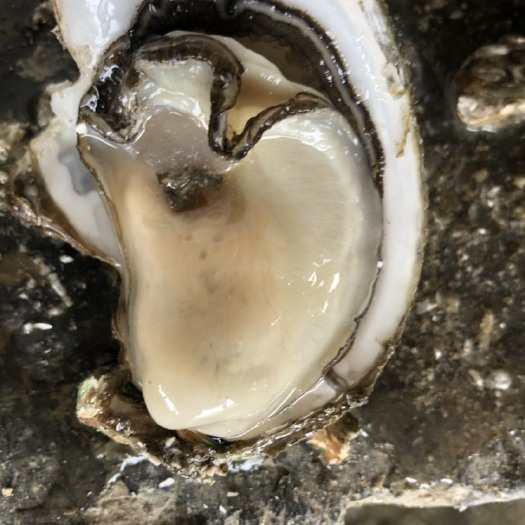 阳西县阳江生蚝 2-3两/只 人工养殖