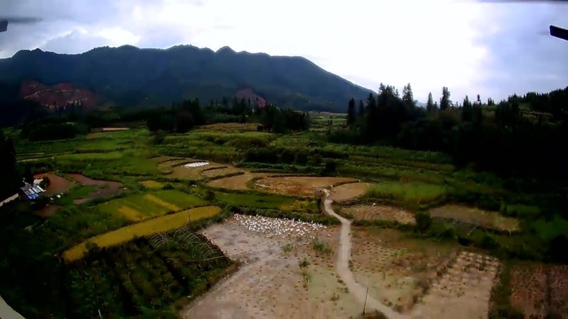锦屏县农家土鹅 6-8斤 统货 全散养