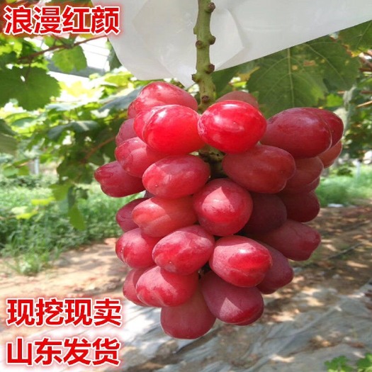 平邑县浪漫红颜葡萄苗 包品种，包成活，拥有多年的种植管理技术，基地直销
