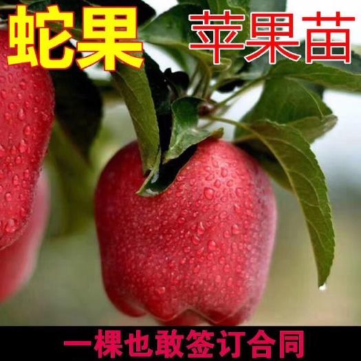 平邑县 蛇果苹果树苗，包成活，基地直供，现挖现卖。