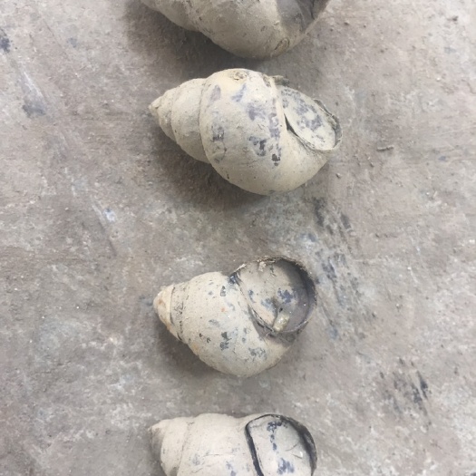 潜江市螺蛳 货源充足，非诚勿扰，量大从优！