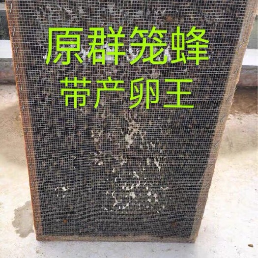北流市 笼蜂3000只带王中蜂蜂群活体中华蜜蜂蜂群 包邮