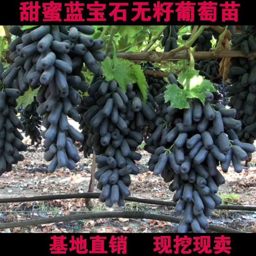 平邑县蓝宝石葡萄苗 蓝宝石葡萄树苗，包成活，包结果。