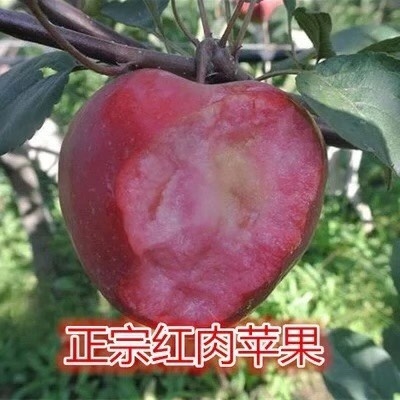 平邑县红肉苹果树苗 红肉苹果苗 红皮红肉 一级苗 口感好 现挖现售 包成活