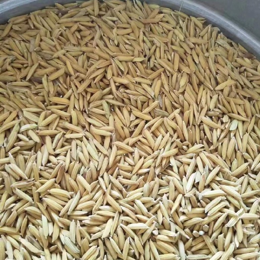 武穴市黄花粘稻谷  黄花粘大量供应