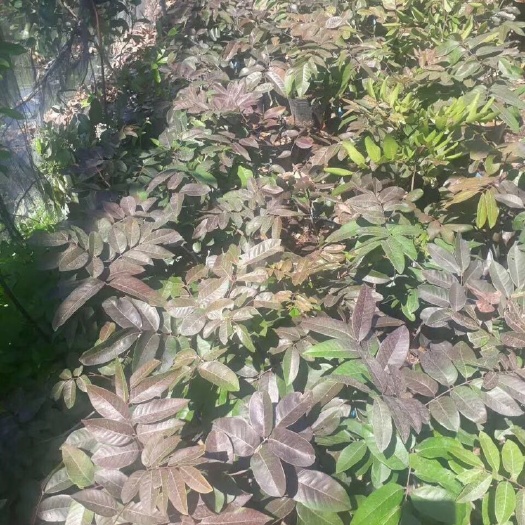 普宁市 泰国红皮龙眼苗