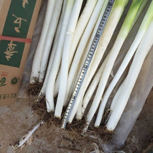 济南大葱 山东省济南市历城区 毛葱