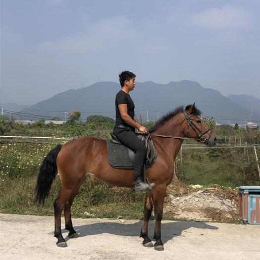  江西南昌游客马急售，给钱就卖了