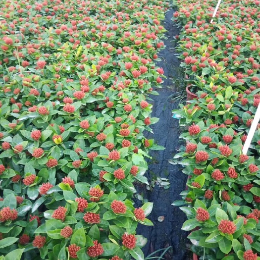 鹤山市 基地直供，精品新加坡龙船花