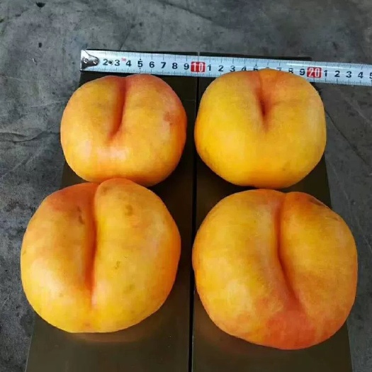 平邑县黄金油蟠桃苗 包品种，包成活，拥有多年的种植管理技术，基地直销