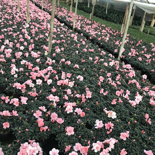 漳平市小桃红杜鹃花 16杯小桃红