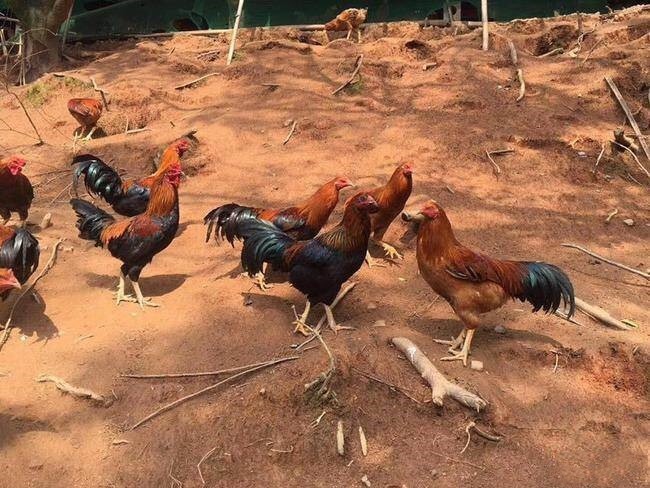 钦州斗鸡苗 改良斗鸡