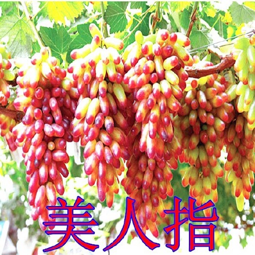 平邑县美人指葡萄苗 包品种，包成活，拥有多年的种植管理技术，基地直销