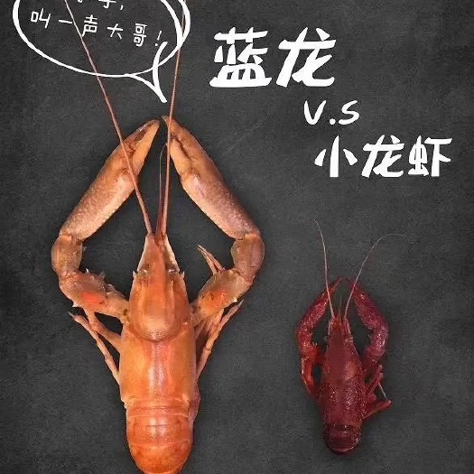 广州 澳洲淡水龙虾大量上市了，价格美丽。