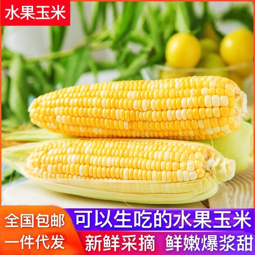佛山蔬菜水果玉米新鲜玉米棒现摘甜脆玉米超甜即食可生吃爆浆甜玉米