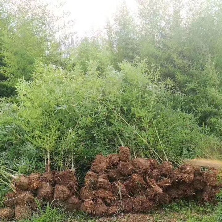 毛竹 淡竹 雷竹