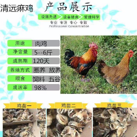 南宁清远麻鸡苗 诚信交易孵化场直销一手货源，质量保证技术指导