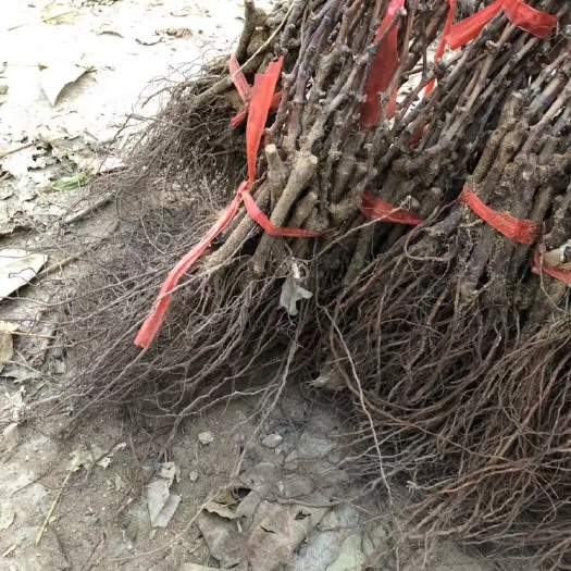 绛县葡萄苗 供应各品种的葡萄苗