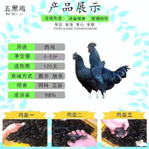 南宁 五黑鸡，绿壳蛋鸡苗，优质保证，运输包活！