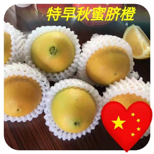 荔浦市脐橙树苗 嫁接苗 0.5~1米