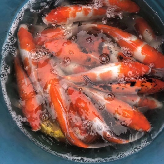 博罗县 锦鲤，观赏鱼，各种规格都有，欢迎选购