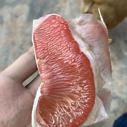 红心柚苗