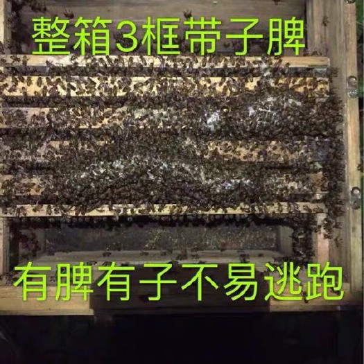 北流市 中蜂蜂群活体中华蜜蜂蜂群笼蜂土蜂群整箱3框