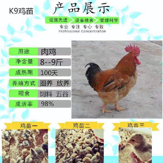 南宁K9鸡苗 诚信交易孵化场直销一手货源，质量保证技术指导