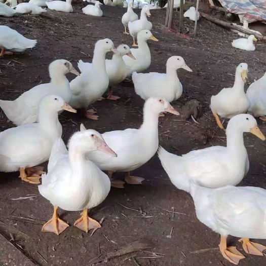 钦州 樱桃谷白鸭苗