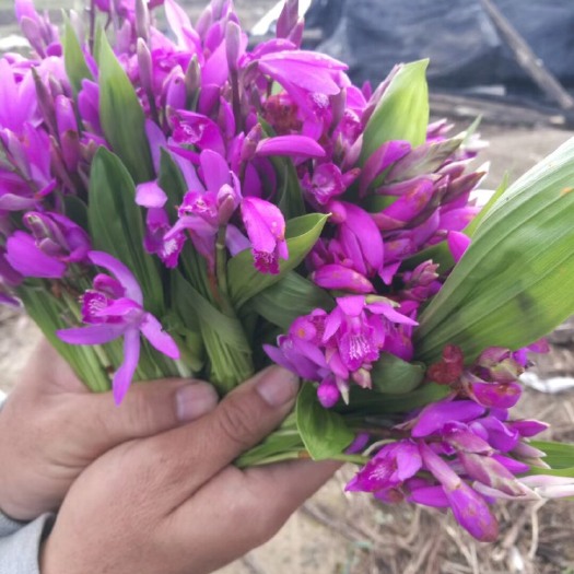 石屏县白花白芨苗 云南紫花小白芨、价格美丽