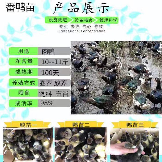 南宁番鸭苗 诚信交易孵化场直销一手货源，质量保证技术指导