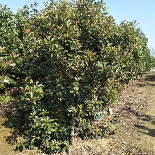 南召县 地径567公分红叶石楠一二级货有量