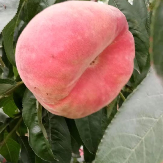 平度市 金秋巨蟠桃树苗，巨蟠桃9月上旬成熟，口感特好，好载易活，保成