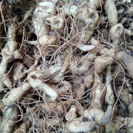 宜昌黄精种苗 黄精种茎统货
