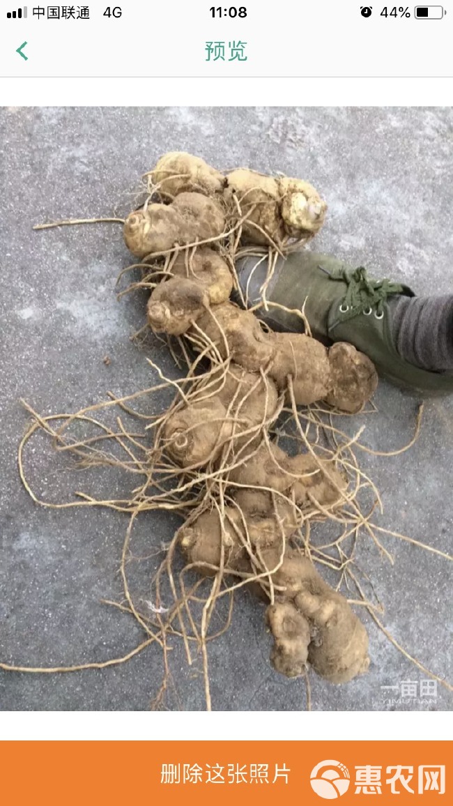 鸡头黄精  黄精种全芽大鸡头种茎