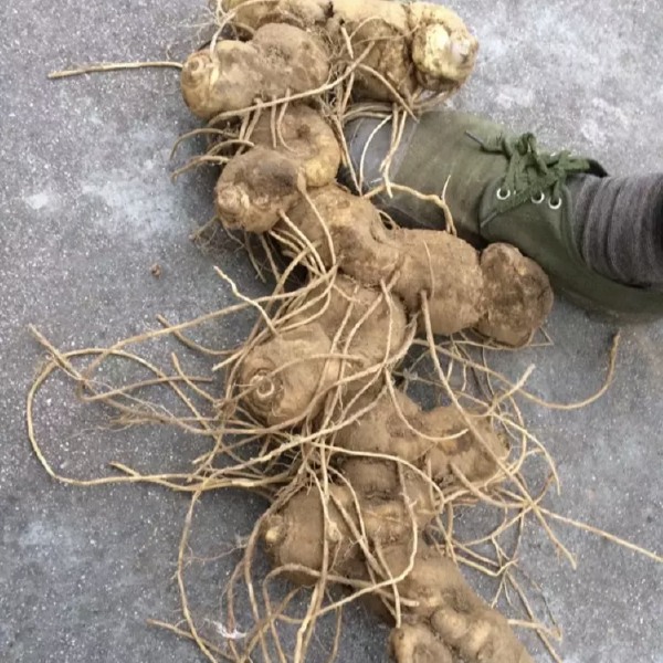 鸡头黄精  黄精种全芽大鸡头种茎