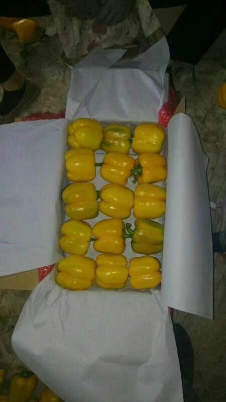寿光市 辣椒 彩椒 甜椒