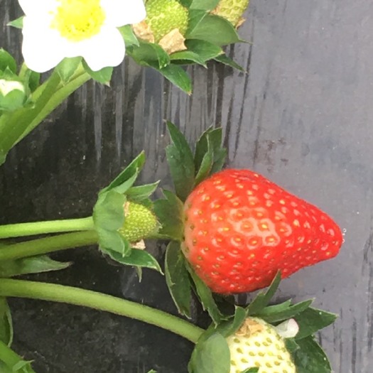 徐州 新鲜草莓