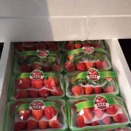 徐州宁玉草莓  新鲜草莓大量上市，欢迎老板们来电咨询