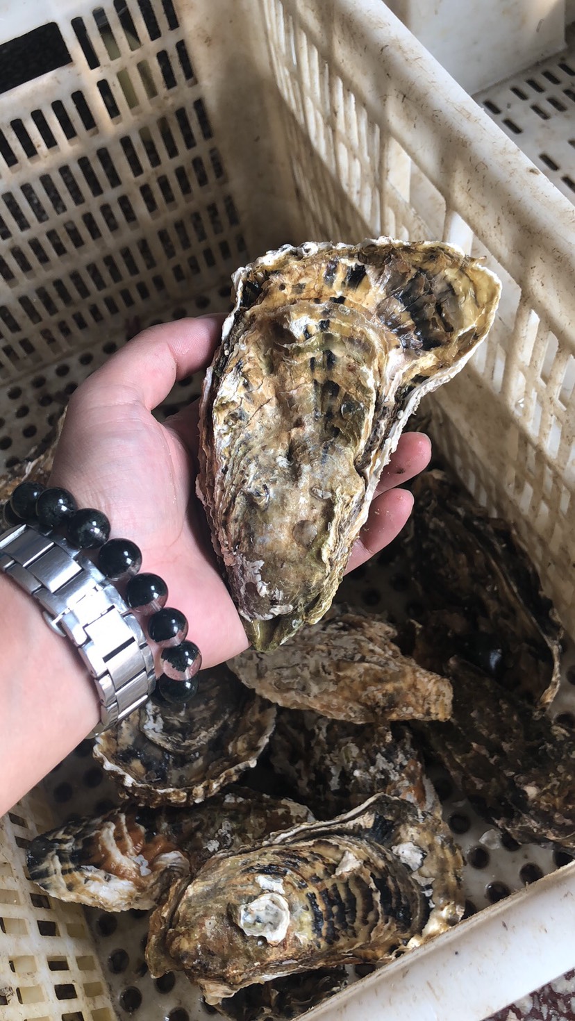 乳山牡蛎 乳山蚝