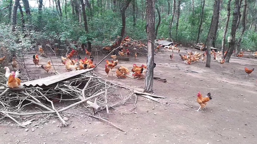  受精可孵化散养松林土鸡蛋。本地土鸡
