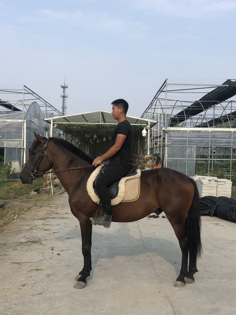  温州骑乘马出售