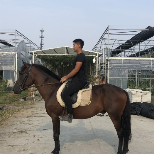桐庐县 温州骑乘马出售