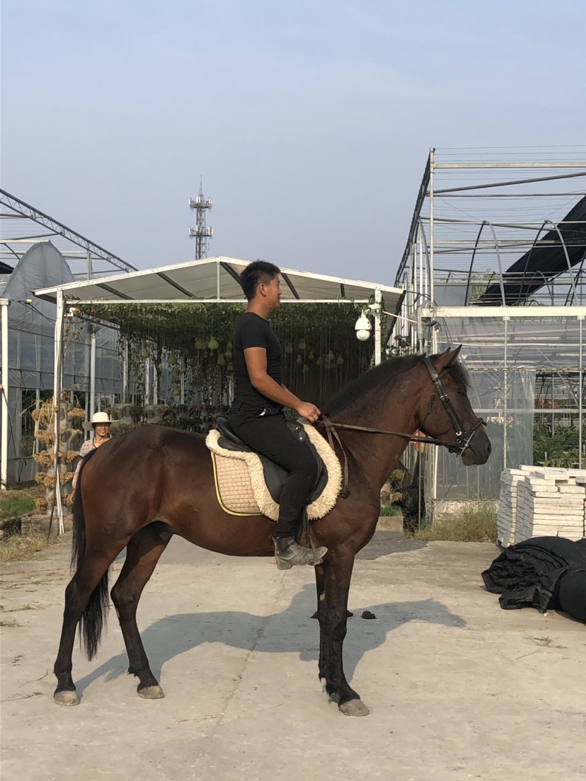  温州骑乘马出售