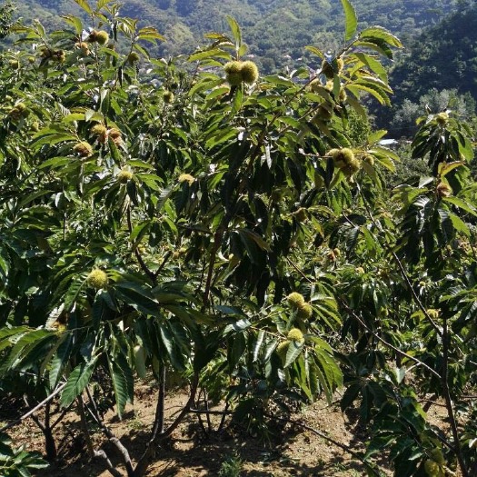 平邑县大红袍板栗苗 包品种，包成活，拥有多年的种植管理技术，基地直销