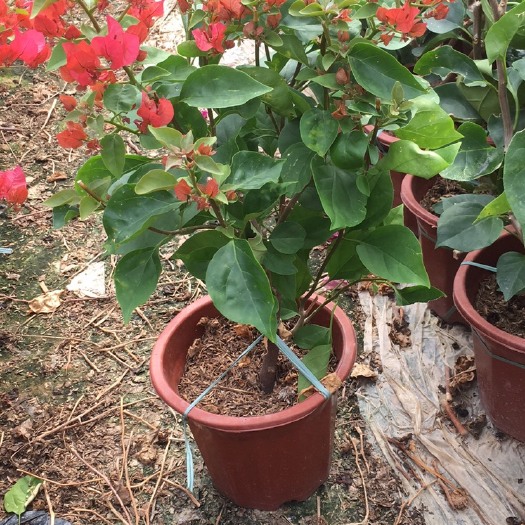 漳州 三角梅同安红 花苞