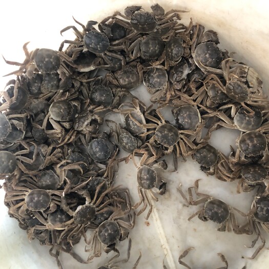 常州大闸蟹苗